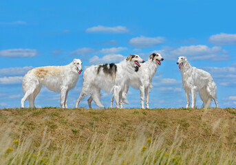 Obraz premium Four beautiful russian borzoi dogs