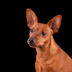 Studio portrait of Miniature Pinscher