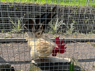 chicken with red comb inside cage