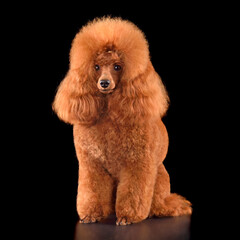 Sitting toy poodle