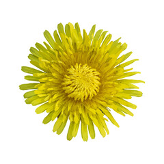 Close-Up of Bright Yellow Dandelion Flower Isolated on White Background