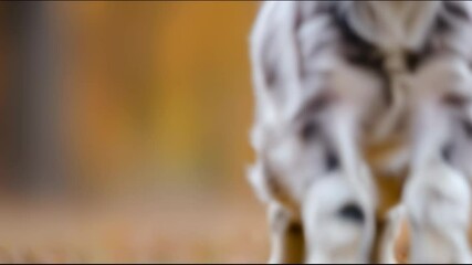 A purebred Nigerian Dwarf goat kid playfully jumping in a grassy field, dynamic and heartwarming farm scene. - Powered by Adobe