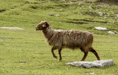 Fototapeta premium sheep in a meadow