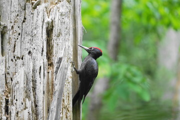 木に止まるクマゲラ