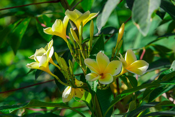 Yellow-centered Plumeria flower (Plumeria rubra) ornamental bloom. Contains alkaloids and essential...