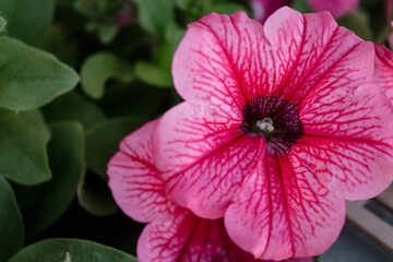 Pink petunia flower blooming in garden with copy space