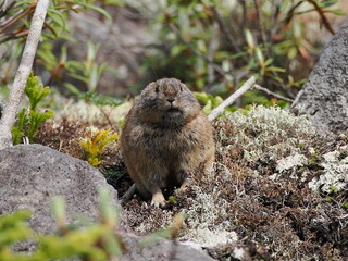 準絶滅危惧種のエゾナキウサギ