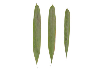 Three Bamboo Leaves Isolated on a Transparent Background PNG Image