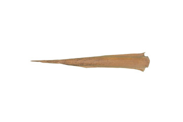 Dried Palm Leaf Isolated on a Transparent Background PNG Image