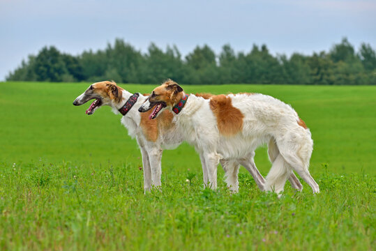 Family of beautiful russian borzoi dogs
