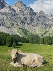 cows in the mountains