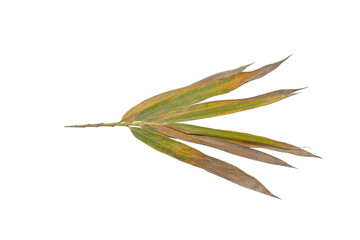 Dying Bamboo Leaves PNG on Transparent Background Botanical Element