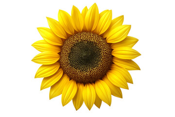Fototapeta premium Sunflower head blooming with bright yellow petals, gleaming against transparent background