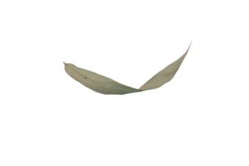 Two Dry Bamboo Leaves Isolated on a Transparent Background PNG Image