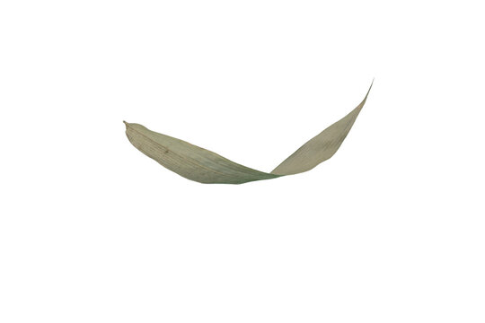 Two Dry Bamboo Leaves Isolated on a Transparent Background PNG Image