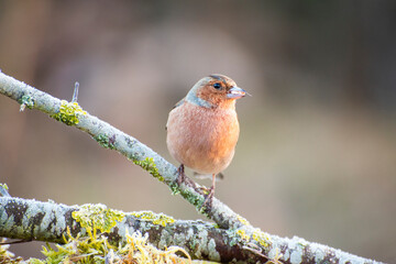 Pinzón común comiendo en la rama de un árbol en invierno y otoño