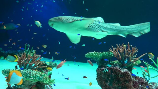 The Zebra Shark and many tropical fish swimming underwater by coral reef. Close up shot of Stegostoma Fasciatum. 4K
