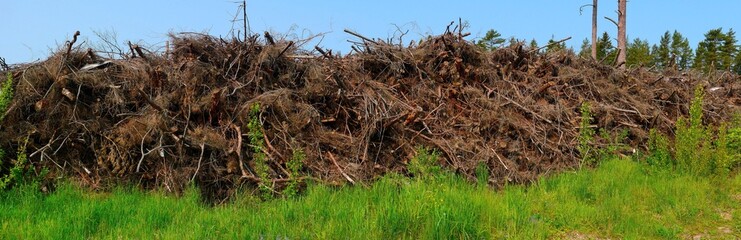 Pile of Logging Debris in Forest. Dry Branches and Roots after Logging. Panoramic photo.