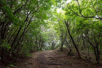 Obraz premium 日本の広島県福山市の横島の美しい風景