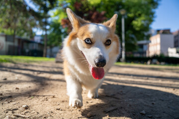 A close-up portrait of a corgi dog, highly detailed photo
