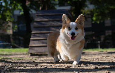 A Welsh Corgi dog running toward its owner, facing the camera