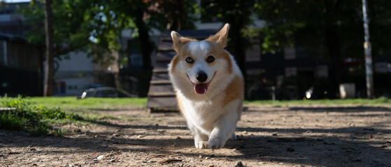Panoramic view of a Welsh Corgi dog running toward the camera