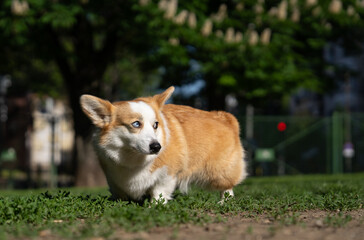 Beautiful Welsh Corgi dog, alert corgi, cautious expression