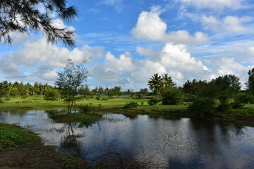 lush green rural landscape with a small pond, palm trees, and blue sky.