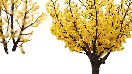 Yellow Parkinsonia aculeata Trees Blossoming Street Trees