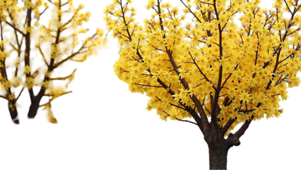 Yellow Parkinsonia aculeata Trees Blossoming Street Trees