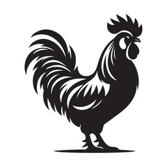 rooster isolated on white background