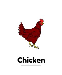 Chicken vector illustration Flash card kids 