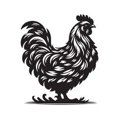 rooster isolated on white