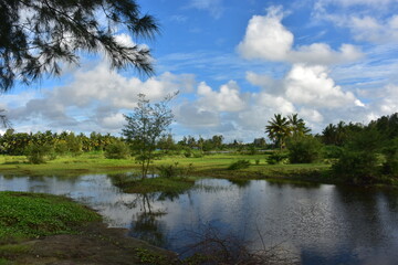 lush green rural landscape with a small pond, palm trees, and blue sky.