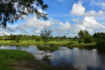 lush green rural landscape with a small pond, palm trees, and blue sky.