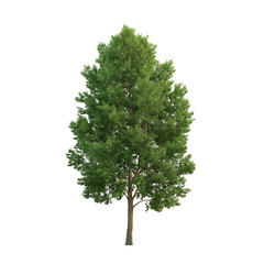 botanical style linden tree isolated on white or transparent background 