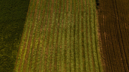 green grass field with white lines - mowing