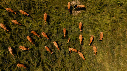 Cattle on green pasture field in France aerial drone view