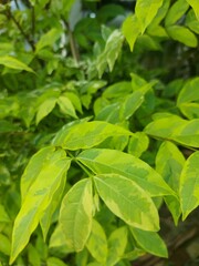 Bright green leaves with natural patterns, perfect as eco-friendly background or botanical design. Ideal for nature, health, and organic lifestyle visuals.