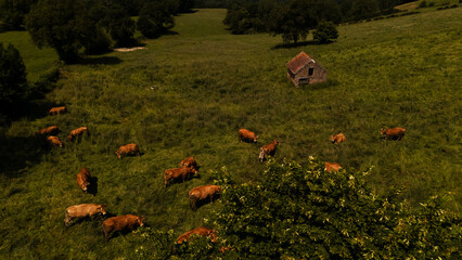 Cattle on green pasture field in France aerial drone view
