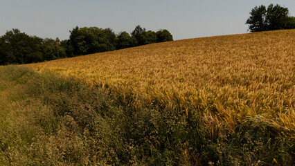 field of wheat