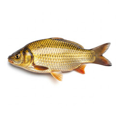 crucian carp on a white background