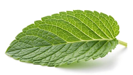 Close up view of a single green mint leaf on white background