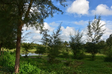 Fototapeta premium Scenic view of tall pine trees under a vibrant blue sky with fluffy white clouds.