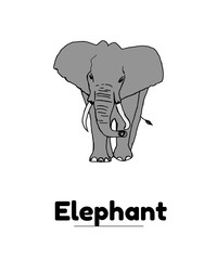elephant vector illustration Flash card 