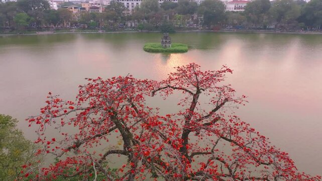 Bright red blossoms frame Hoan Kiem Lake at dawn in Hanoi, Vietnam, showcasing tranquil beauty and nature's elegance