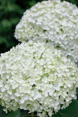 日本周遊　百花繚乱の横浜山手異人館