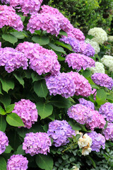 日本周遊　百花繚乱の横浜山手異人館