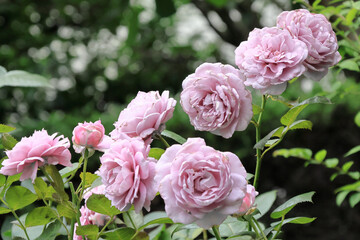日本周遊　百花繚乱の横浜山手異人館