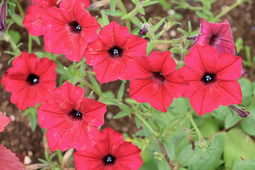 日本周遊　百花繚乱の横浜山手異人館